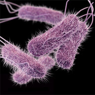 SalMonella